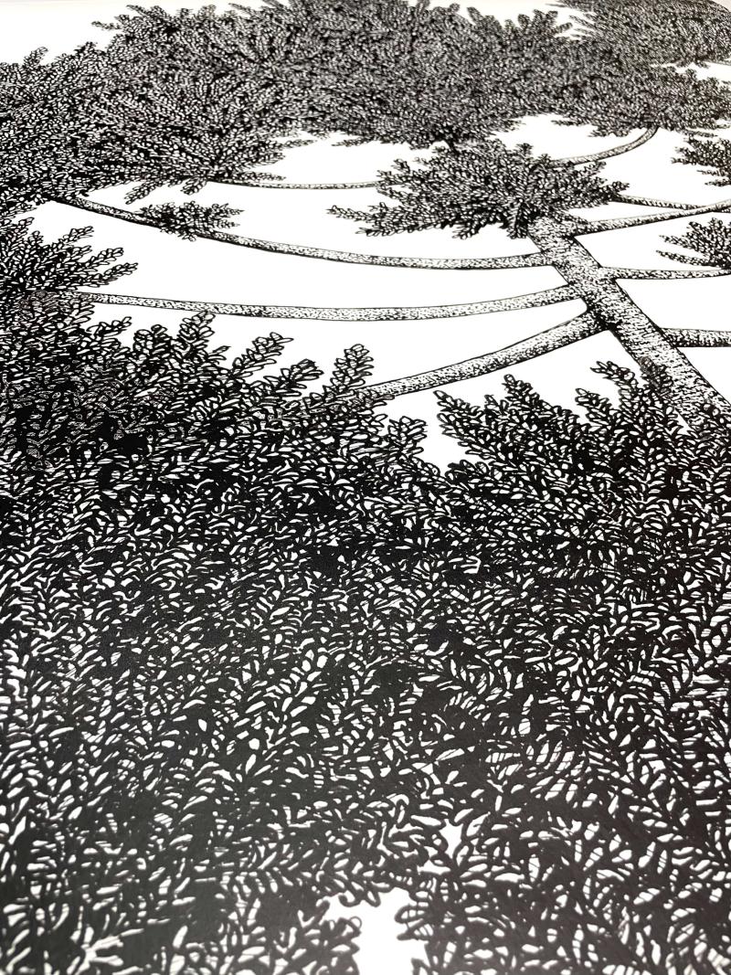 Araucarias