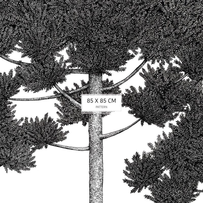 Araucarias